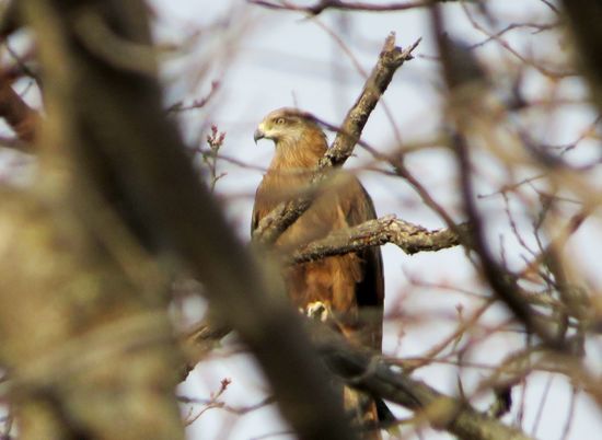 В волгоградском природном парке считают гнезда краснокнижных птиц
